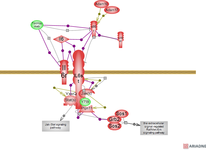 MYC Signaling Pathway